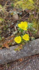 Eranthis hyemalis