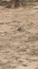 Streptopelia chinensis