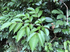 Leea guineensis
