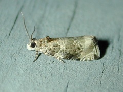 Olethreutes appendiceum