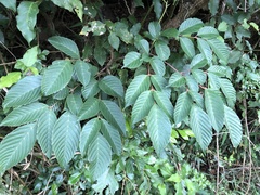 Leea guineensis