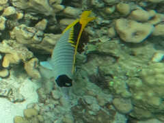 Chaetodon lineolatus