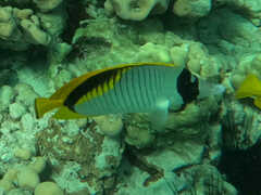 Chaetodon lineolatus