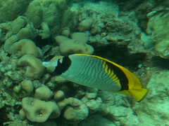 Chaetodon lineolatus