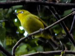 Zosterops virens virens