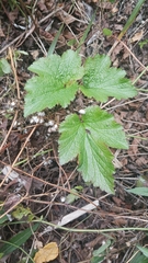 Eriocapitella vitifolia