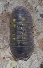 Armadillidium granulatum