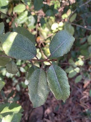 Elaeagnus pungens
