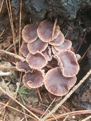 Collybiopsis villosipes