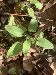 Stachys floridana