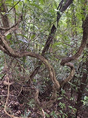 Urceola rosea