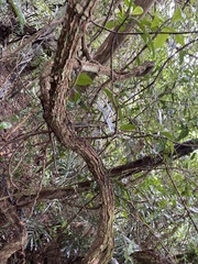 Urceola rosea
