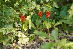 Arum cylindraceum