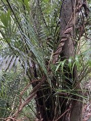 Urceola rosea