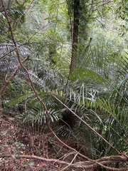 Urceola rosea