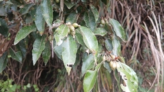Elaeagnus glabra
