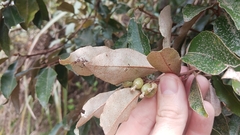 Elaeagnus glabra