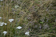 Achillea millefolium
