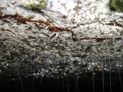 Keroplatidae