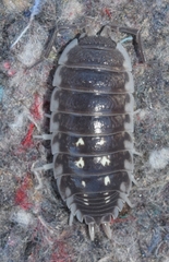 Porcellio ornatus
