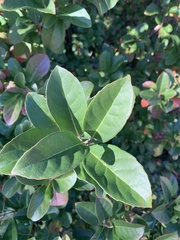 Viburnum odoratissimum