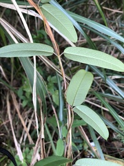 Cryptolepis sinensis