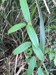 Cryptolepis sinensis
