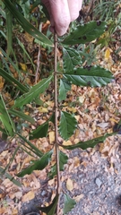 Viburnum taitoense