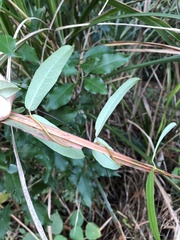 Cryptolepis sinensis