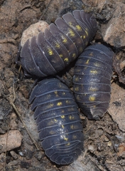 Armadillidium granulatum