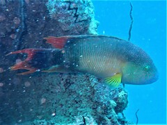 Cheilinus trilobatus