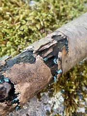 Chlorociboria