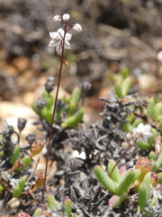Drimia albiflora