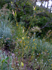 Cerastium perfoliatum