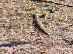 Turdus litsitsirupa