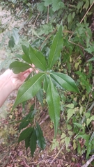Pittosporum illicioides