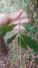 Pittosporum illicioides