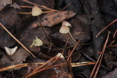 Mycena flavescens