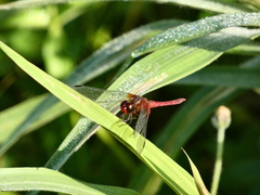 Erythrodiplax fervida