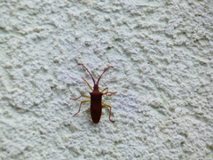 Gonocerus insidiator