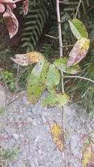 Stachyurus himalaicus