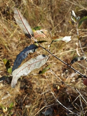 Quercus incana