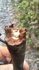 Stachyurus himalaicus