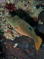 Canthigaster solandri