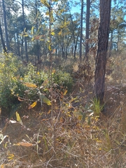 Quercus incana