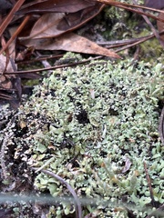 Cladonia peziziformis