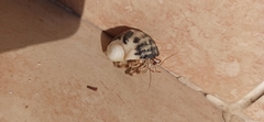 Coenobita scaevola