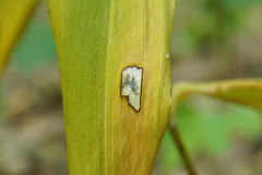 Phyllosticta cruenta