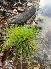 Festuca occidentalis