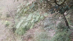 Sinopanax formosanus